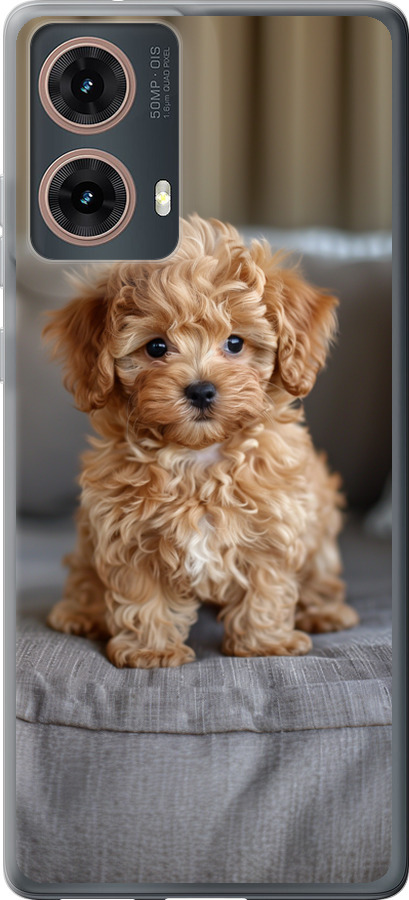 Mini-maltipoo