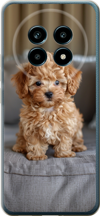 Mini-maltipoo