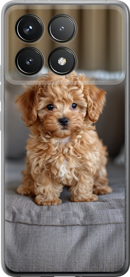 Mini-maltipoo