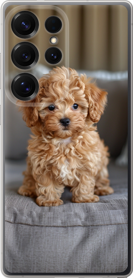 Mini-maltipoo