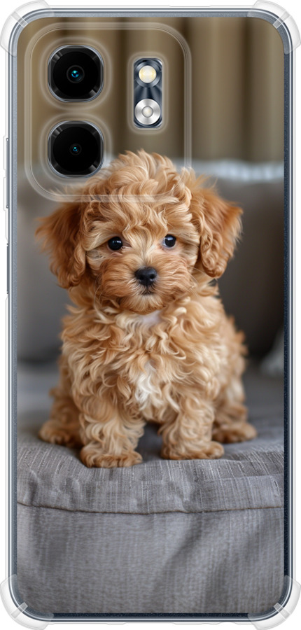 Mini-maltipoo