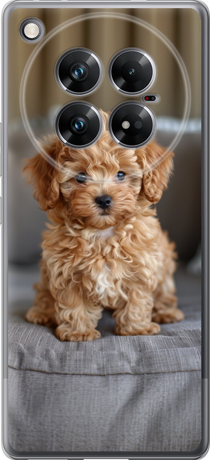 Mini-maltipoo