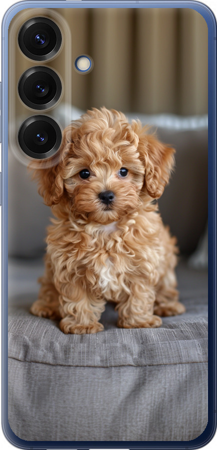 Mini-maltipoo