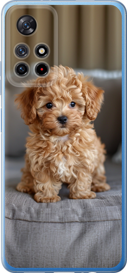 Mini-maltipoo