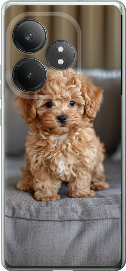 Mini-maltipoo