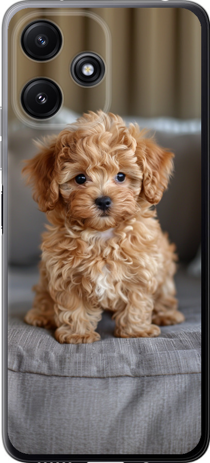 Mini-maltipoo