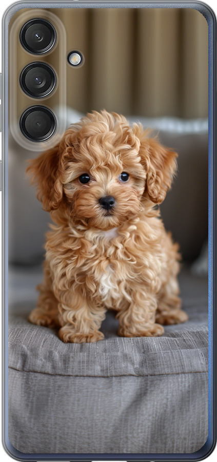 Mini-maltipoo