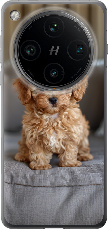 Mini-maltipoo
