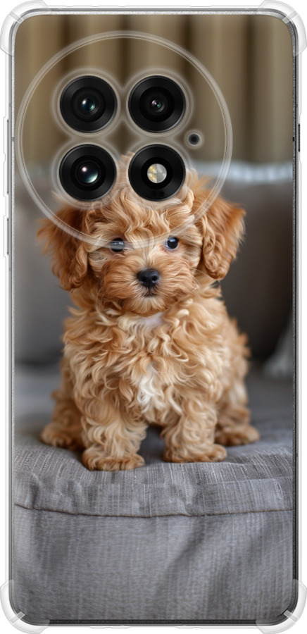 Mini-maltipoo