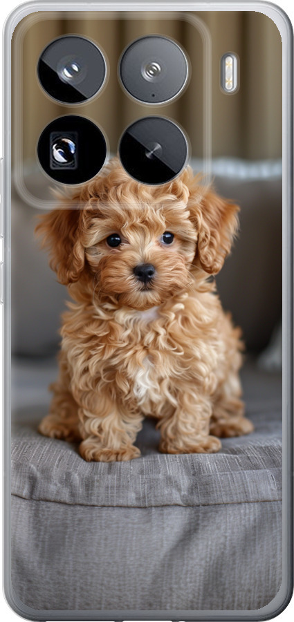 Mini-maltipoo