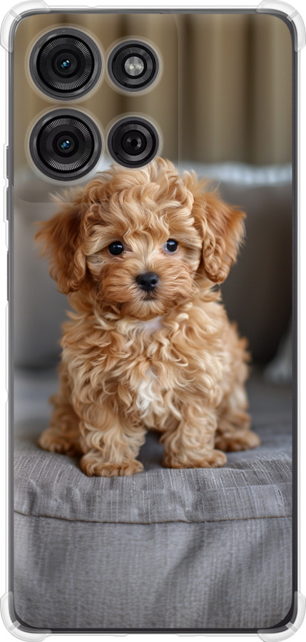Mini-maltipoo