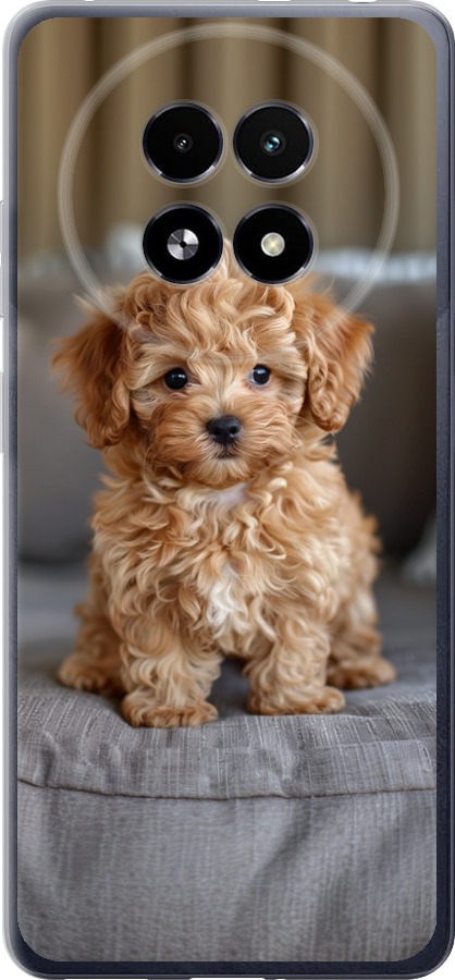 Mini-maltipoo