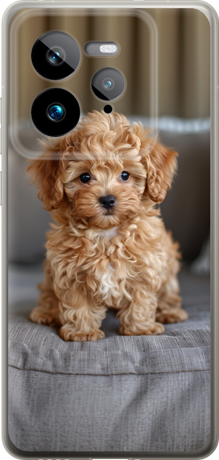 Mini-maltipoo