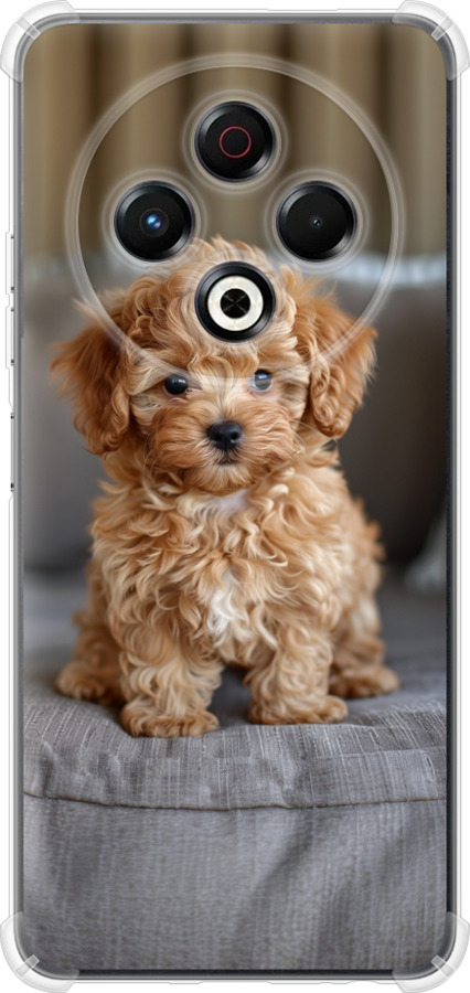 Mini-maltipoo