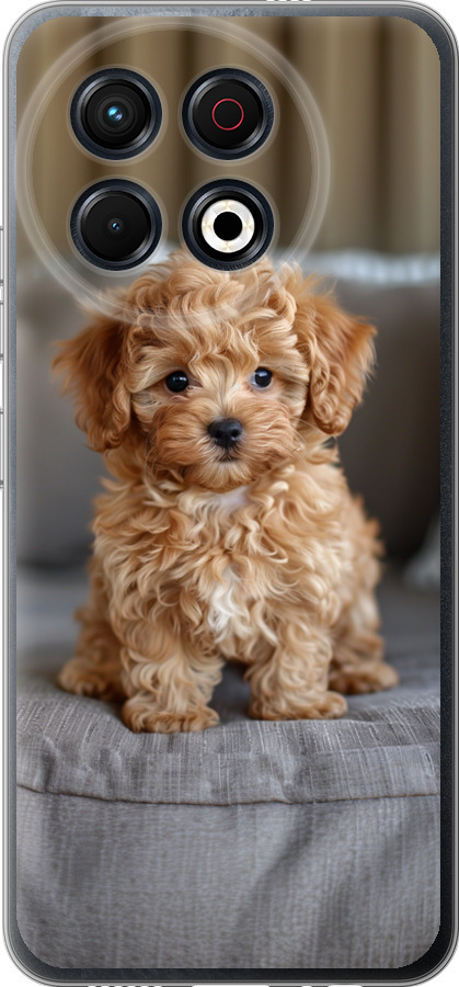 Mini-maltipoo