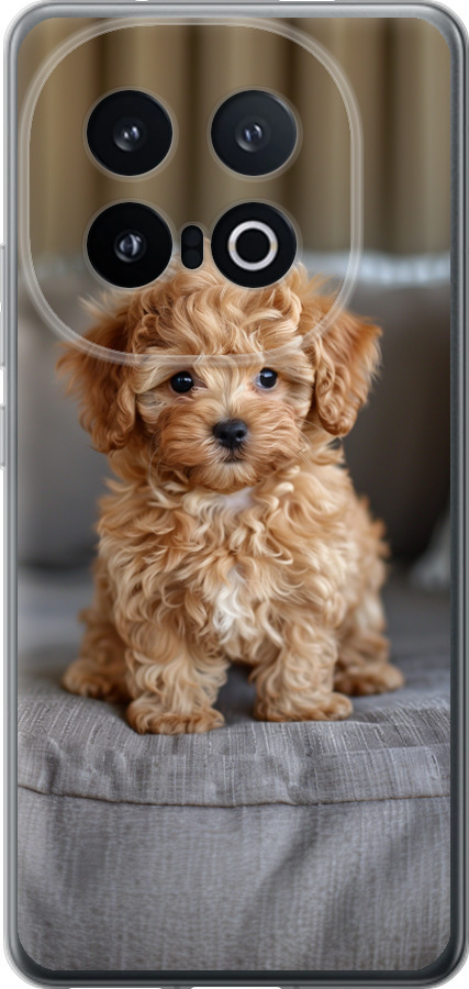 Mini-maltipoo