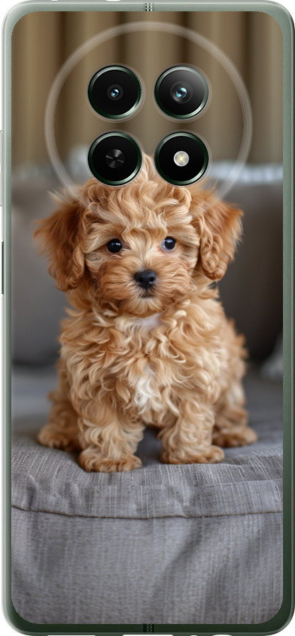 Mini-maltipoo