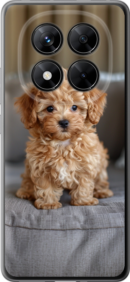 Mini-maltipoo