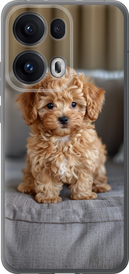 Mini-maltipoo