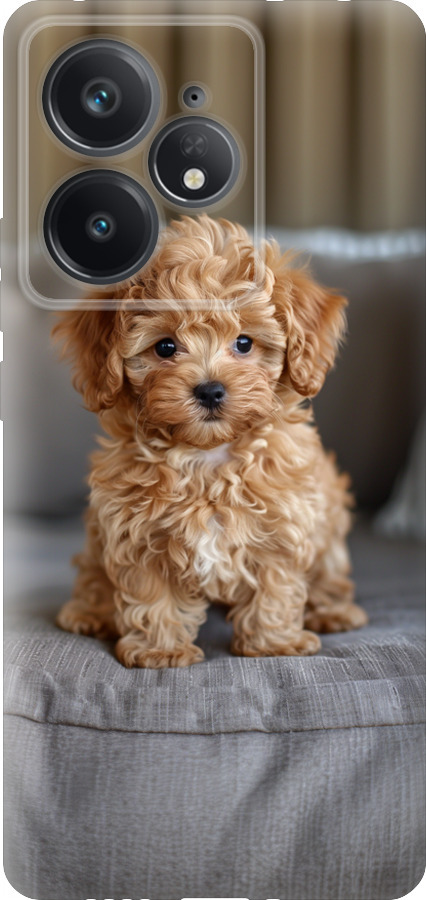 Mini-maltipoo
