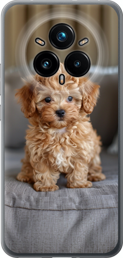 Mini-maltipoo