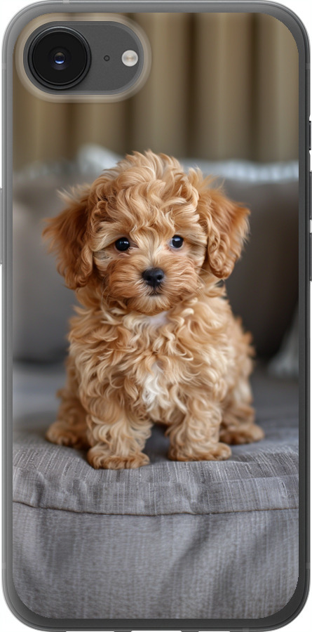 Mini-maltipoo