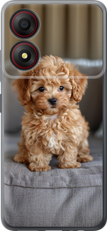 Mini-maltipoo
