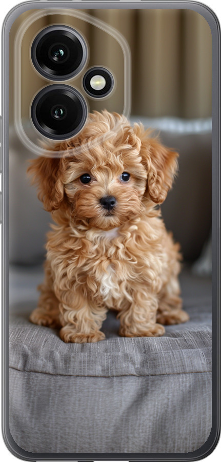 Mini-maltipoo