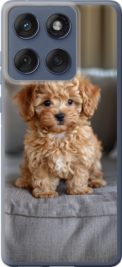 Mini-maltipoo
