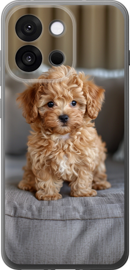Mini-maltipoo