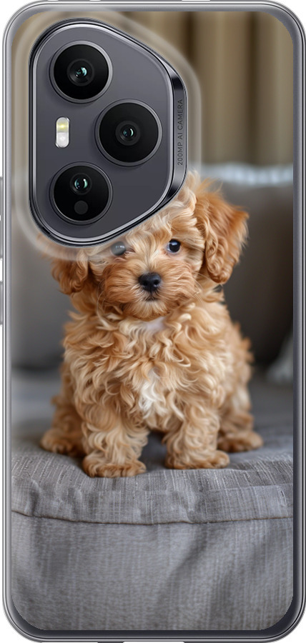 Mini-maltipoo