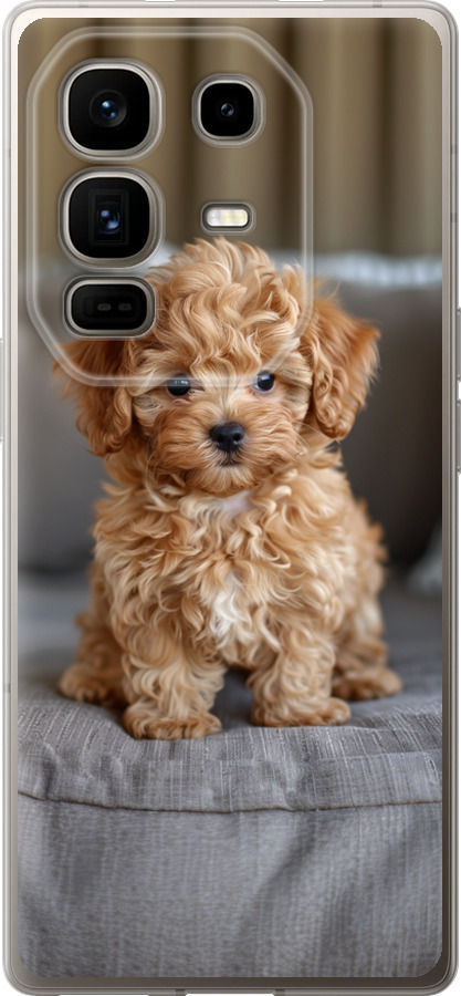 Mini-maltipoo