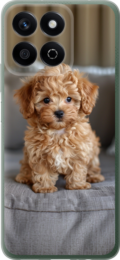 Mini-maltipoo