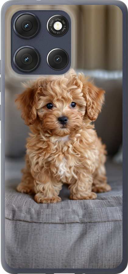 Mini-maltipoo