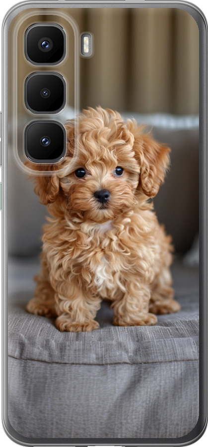 Mini-maltipoo