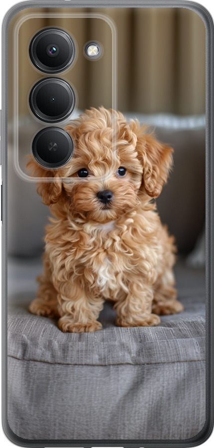 Mini-maltipoo
