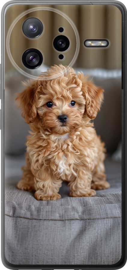 Mini-maltipoo