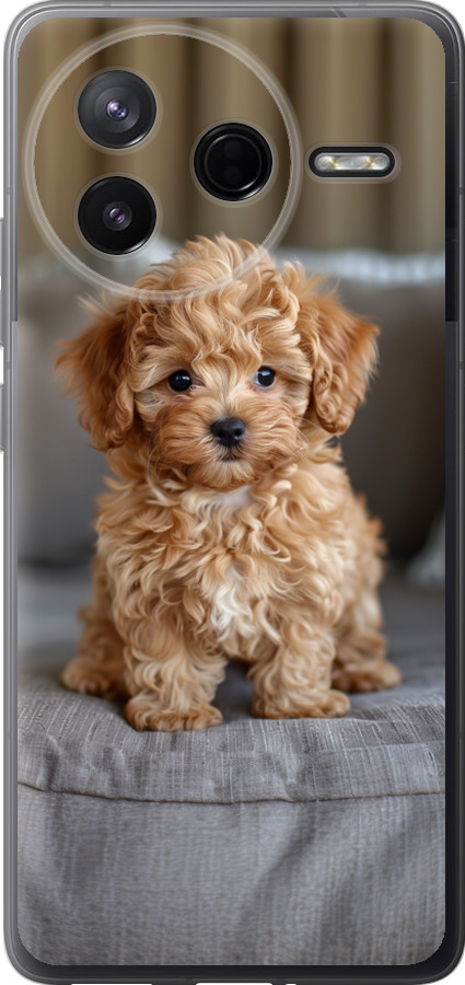Mini-maltipoo