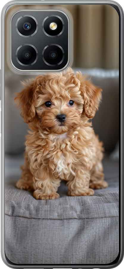 Mini-maltipoo