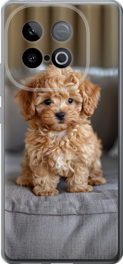 Mini-maltipoo