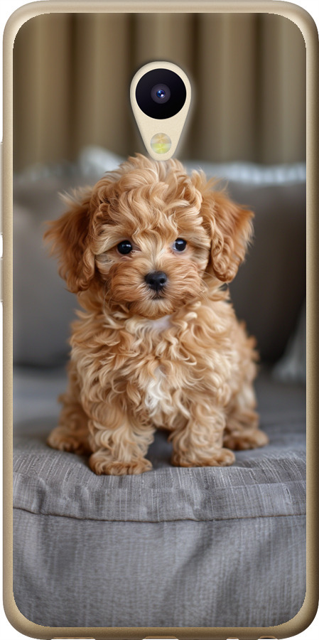 Mini-maltipoo