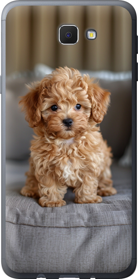 Mini-maltipoo