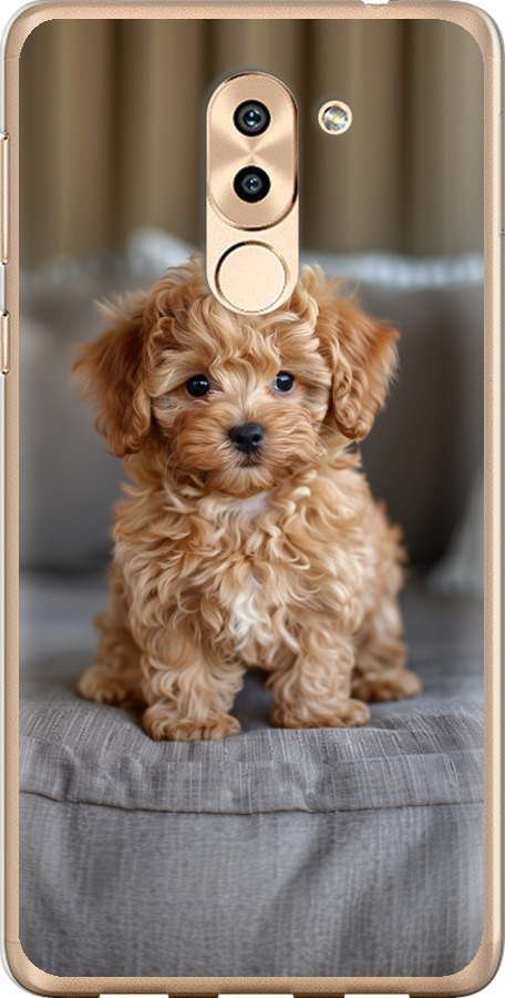 Mini-maltipoo