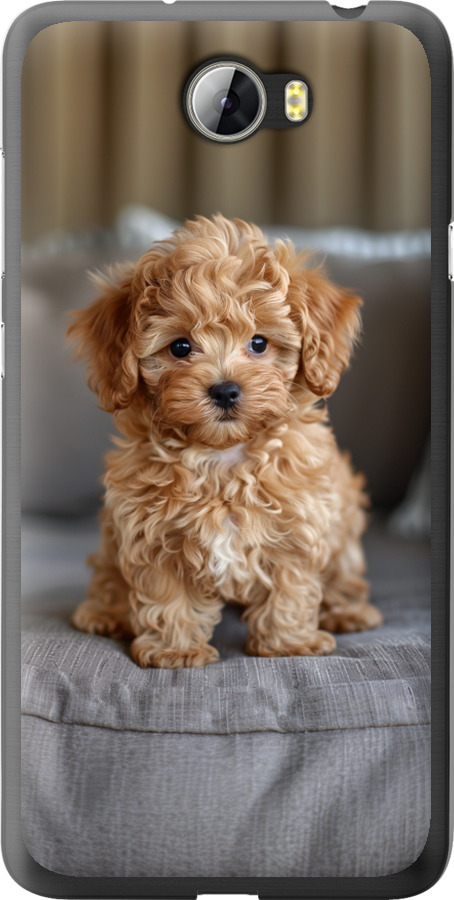 Mini-maltipoo