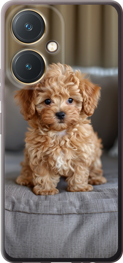 Mini-maltipoo