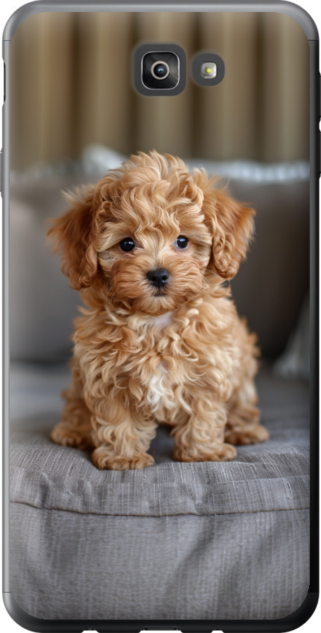 Mini-maltipoo