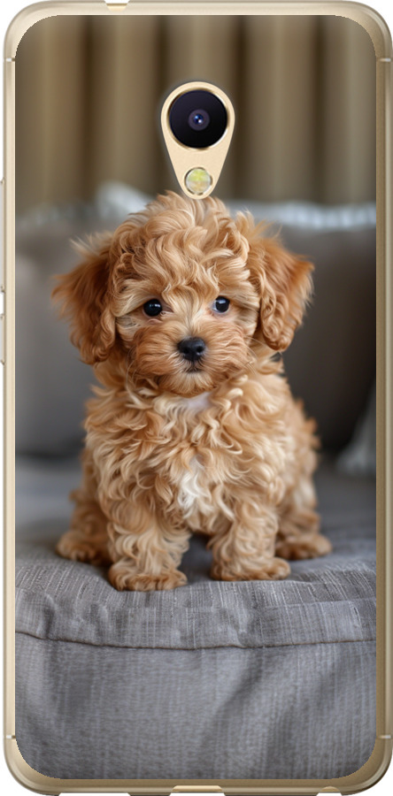 Mini-maltipoo