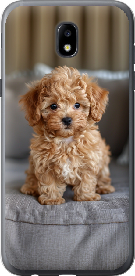 Mini-maltipoo