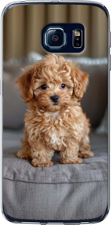 Mini-maltipoo