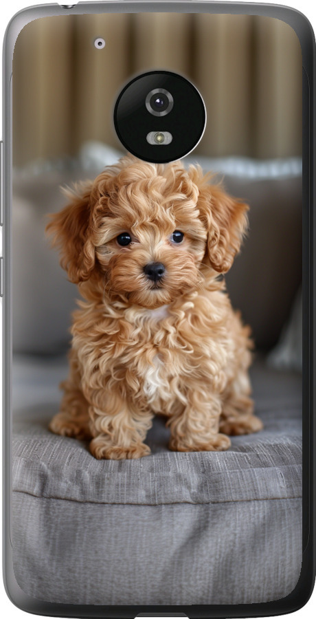 Mini-maltipoo